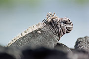 Picture 'Eq1_10_26 Iguana, Marine Iguana, Galapagos, Fernandina, Punta Espinosa'